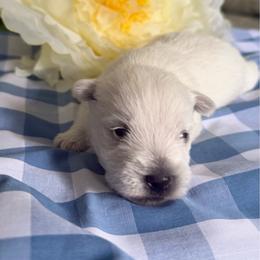 Male 1 - White male West Highland White Terrier puppy in Boaz, Alabama from Creekside Westies