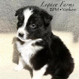 BTM Yankee - Black & white male Australian Shepherd puppy in Shelby, Alabama from Legacy Farms