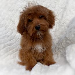 Andrew - Red male Cavapoo puppy in Lewiston, Utah from Country Pups Cavaliers