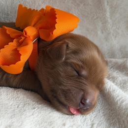 Tangerine - Dark golden male Golden Retriever puppy in Moses Lake, Washington from Dune Lakes Goldens