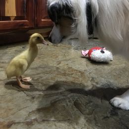 Aussiedoodle, Miniature Australian Shepherd, and Toy Australian Shepherd All Grown Up from Lindsey’s Aussies