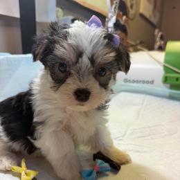 Dream - Black & tan tri-color female Morkie puppy in Florence, Kentucky from 4paws4ever by Design