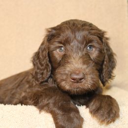 Starla - neon - Chocolate female Labradoodle puppy in Grants Pass, Oregon from Oregon Valley Pups