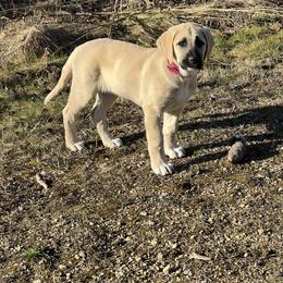 Anatolian Shepherd Dog and Vizsla Puppies from Royal Kennels