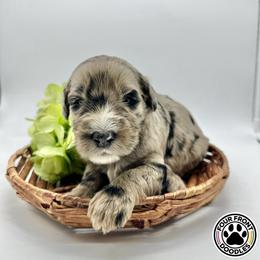 Bernedoodle and Sheepadoodle Puppies from Four Front Doodles LLC.