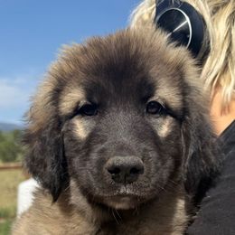 Ulrik- dark green - Tan male Colorado Mountain Dog puppy in Cotopaxi, Colorado from Once Upon A Moose (OUM)