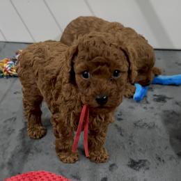 Cavapoo Puppies from Bailey & Bella Cavapoos