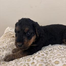 Angel Grace - Black and tan female Airedale Terrier puppy in Huntersville, North Carolina from Cool Hand Luke Kennels