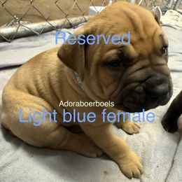 White collar female - Fawn female Boerboel puppy in Rockford, Illinois from Adoraboerboels