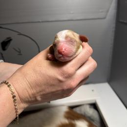 Flat white - White and orange female Brittany puppy in Elizabeth, Colorado from CoveLake Kennels