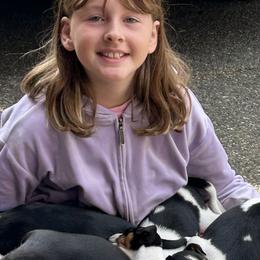 Rat Terriers from Susan Turner