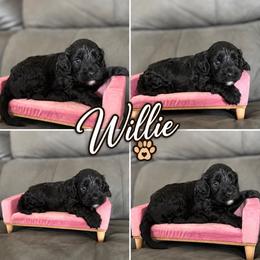 Willie - Black male Cavapoo puppy in Thorndale, Texas from Hattie’s Texas Cavapoos