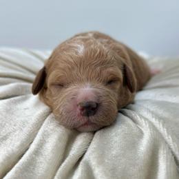 Beau - Apricot male Goldendoodle puppy in Queen Creek, Arizona from Goldendoodle AZ