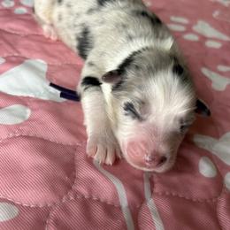 Australian Shepherd Puppies from Good Karma Aussies