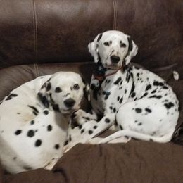 Dalmatians from Rock Valley Dals