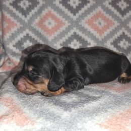 Black and tan - Black and tan female Dachshund puppy in De Beque, Colorado from ITSAR Ranch