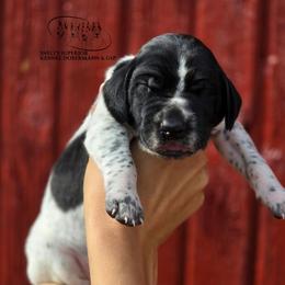 Boy 2 - Black roan male German Shorthaired Pointer puppy in China Township, Michigan from Snell's Superior Kennel Dobermann & GSP