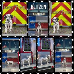 Boy 1 - White and black Dalmatian puppy in Waxahachie, Texas from Tiff’s Dalmatian Plantation