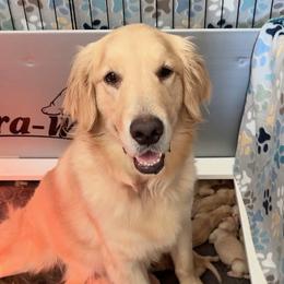 Shug - Golden Retriever