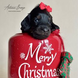 Patience - Black and tan female Dachshund puppy in Clever, Missouri from Autumn Breeze Dachshunds