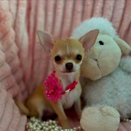 Bitty - Chocolate sabled fawn female Chihuahua puppy in Cape Coral, Florida from Inspired Chihuahuas