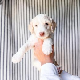 Prescott - Cream male Goldendoodle puppy in Greencastle, Indiana from Willow & Co.