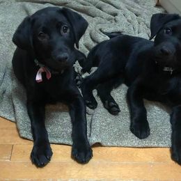 Labrador Retriever Puppies from Harvest Moon Farm