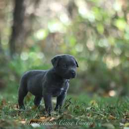 Salvo - Gray male Cane Corso puppy in Cable, Ohio from Americana Cane Corso