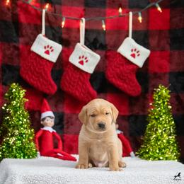 Labrador Retriever Puppies from Sun Ridge Labradors