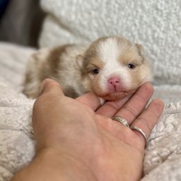 Gigi - Chocolate merle female Pomeranian puppy in Santa Clarita, California from Hollywood Mini Pets