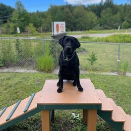 "Felix x Ezra '21 (Mr. Orange)" Labrador Retriever All Grown Up from VK Labradors