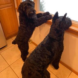 Giant Schnauzer Puppies from Giant Strides Giants