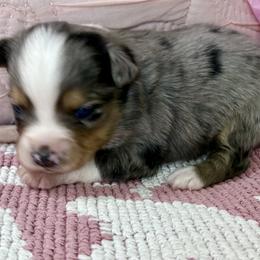 Miniature Australian Shepherd and Toy Australian Shepherd Puppies from Tonia Johnson's Toy and Miniature Australian Shepherds