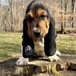 Cutie Pie - Black white and brown female Basset Hound puppy in Dingess, West Virginia from Tuckers' Howling Hounds