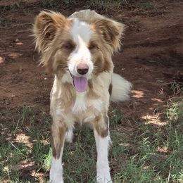 Halo - Red female Border Collie puppy in Newalla, Oklahoma from Roughstock Border Collies and Dachshunds