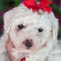 Sophie Red Girl - Parti female Goldendoodle puppy in Vernon, Texas from Sugarland's Texas Goldendoodles