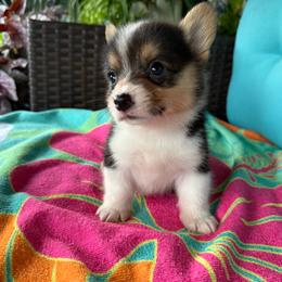 Eleanor - Black and tan female Pembroke Welsh Corgi puppy in Purcell, Oklahoma from Lewis Aussie’s & Corgi’s
