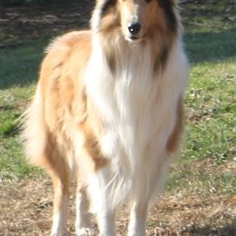 Collie All Grown Up from Wellsmere Collies