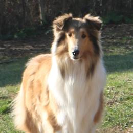 Collie All Grown Up from Wellsmere Collies