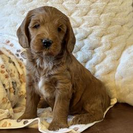 Girl 3 - Apricot female Goldendoodle puppy in Scottsdale, Arizona from Cockadoodle Poo Puppies