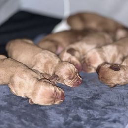 Boy 2 - Golden rust male Vizsla puppy in Chipley, Florida from GT Gundogs