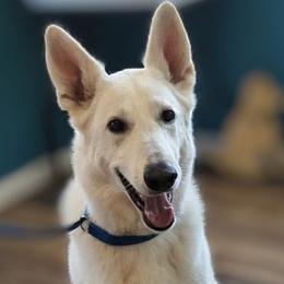 Justice - White male Berger Blanc Suisse puppy in Valparaiso, Indiana from Foreman’s White Swiss Shepherds