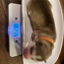 Siberian Husky Puppies from Alexandra's Siberian Huskies