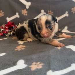 Boy 4 - Blue merle male Miniature Australian Shepherd puppy in Ellsworth, Kansas from Flying H Mini Aussies