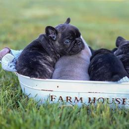 French Bulldog Puppies from Frenchie Bulldog Kisses