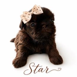 Star - Liver female Shih Tzu puppy in Dallas, Texas from Heart and Soul Shih Tzu