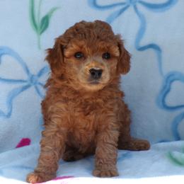 Mystic - Red  female Poodle puppy in Hurricane Mills, Tennessee from Scenic Hills Kennels