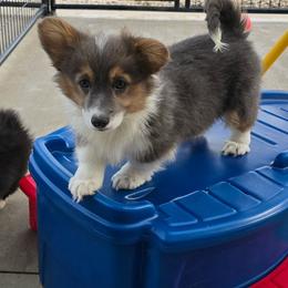 TIA-FLUFFY with tail - Blue female Pembroke Welsh Corgi puppy in Walker, Iowa from Double K Corgis