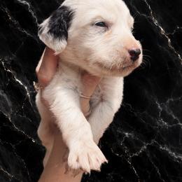 Onyx - White and black male Dalmatian puppy in Bremen, Georgia from Clark’s Dalmatians