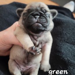 Girl 3 - Fawn female Pug puppy in Phoenix, Arizona from Pug Place Phoenix